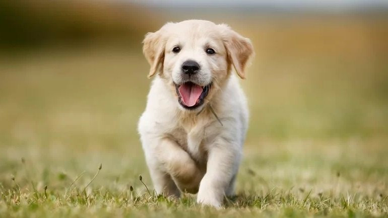 Vận trình tài lộc của tuổi Tuất lên xuống thất thường nhưng chủ yếu theo hướng xấu. Bản mệnh cần có kế hoạch quản lý tài chính rõ ràng, chặt chẽ để tránh thất thoát tiền của. Trong vấn đề kinh doanh, đầu tư, tuổi Tuất nên nhìn về cái lợi lâu dài, đừng chạy theo cái lợi trước mắt mà rơi vào tình thế khó khăn, mất nhiều hơn được.