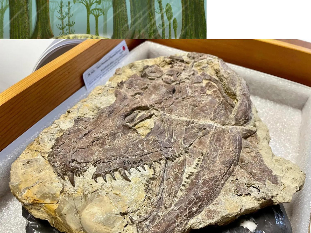 Tổ tiên quái thú của chúng ta đáng sợ hơn khủng long bạo chúa To tien quai thu cua chung ta dang so hon khung long bao chua