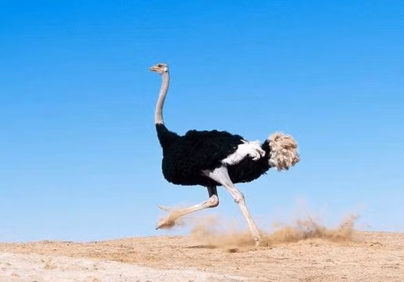 Loai chim lon nhat the gioi: Khong phai da dieu!-Hinh-2