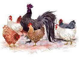 Người tuổi Dậu được cho là sẽ có Bồ Tát phù hộ nên chắc chắn sẽ hanh thông, tai qua nạn khỏi, thịnh vượng và gặp nhiều điều may mắn bất ngờ. 