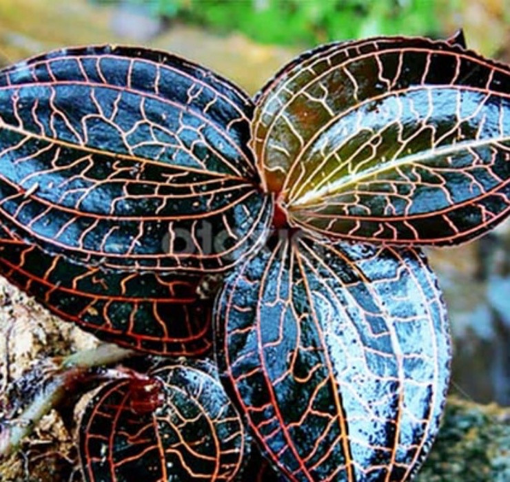 3 loai cay nghe ten la thay 