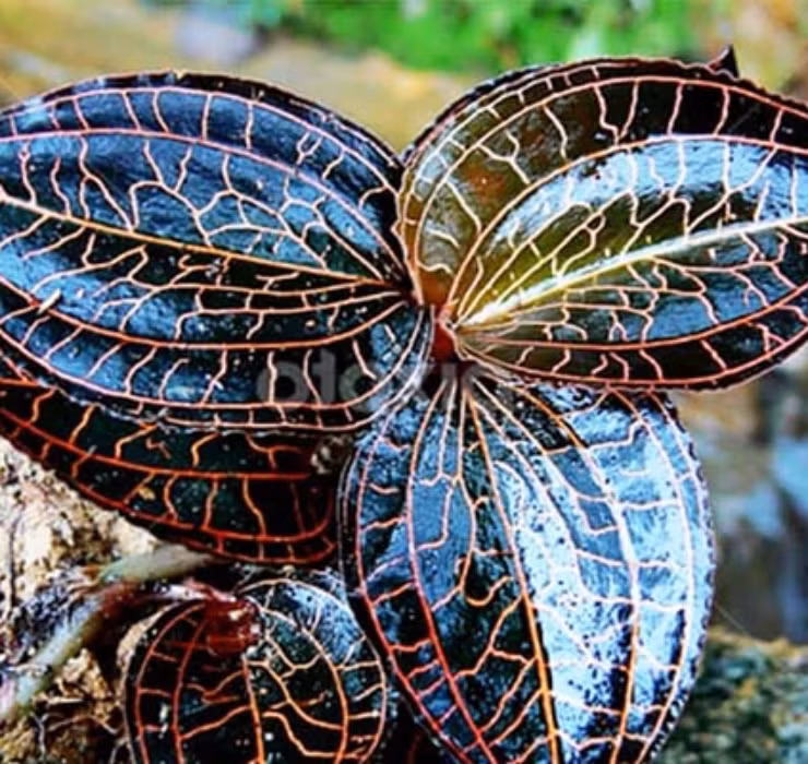 3 loai cay nghe ten la thay 