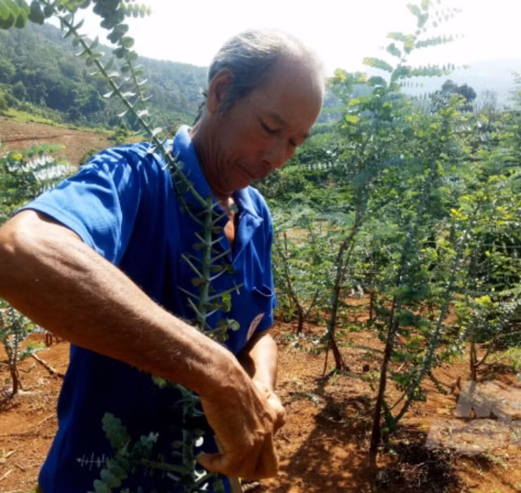 3 loai cay nghe ten la thay 