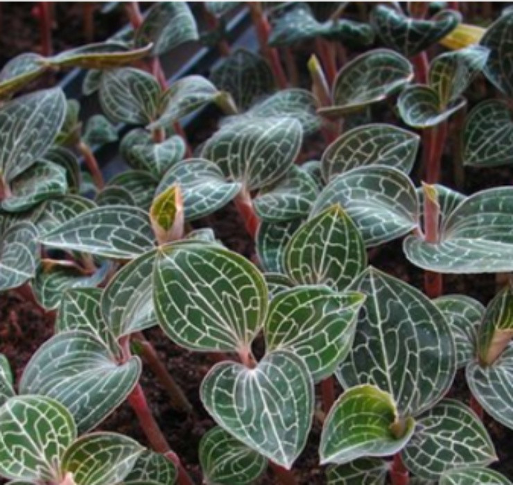 3 loai cay nghe ten la thay 