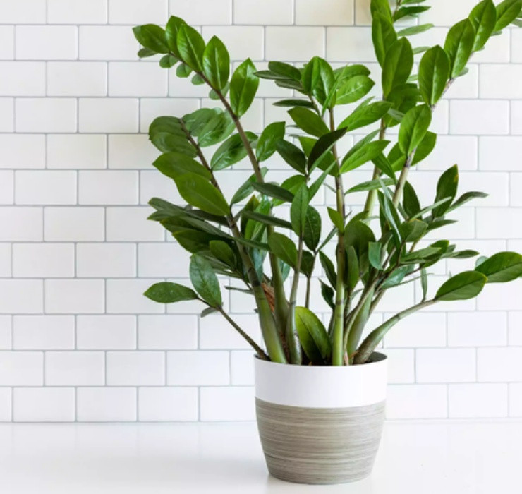 3 loai cay nghe ten la thay 