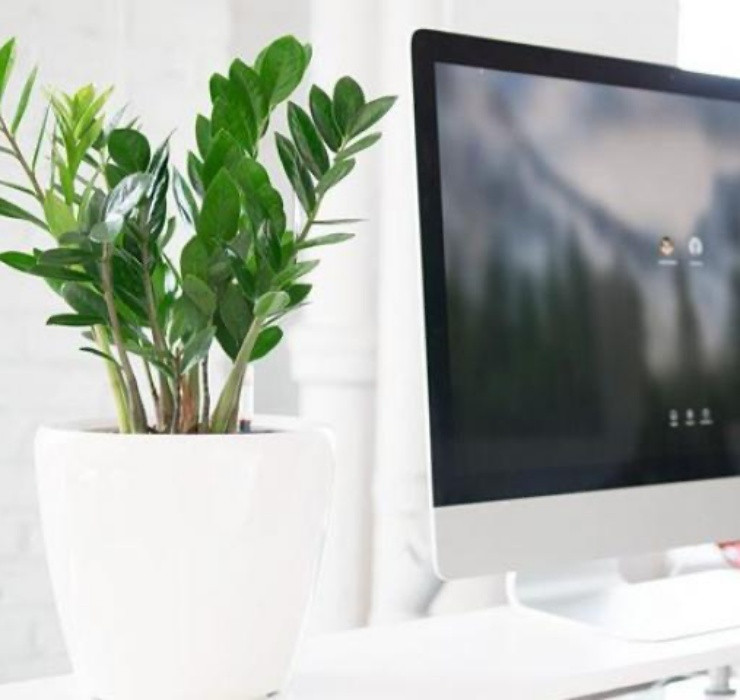 3 loai cay nghe ten la thay 