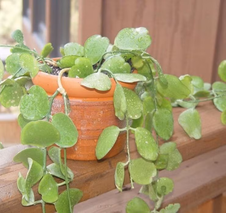 3 loai cay nghe ten la thay 