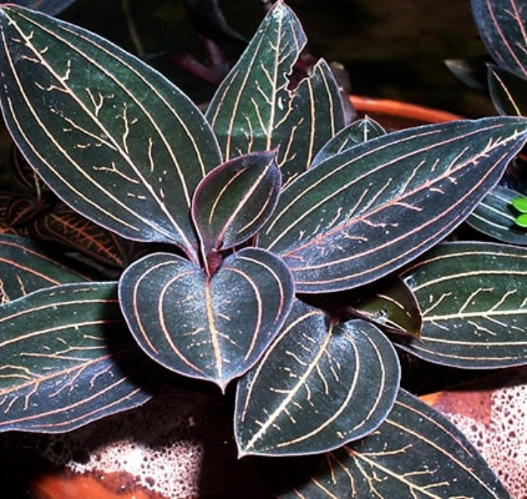 3 loai cay nghe ten la thay 