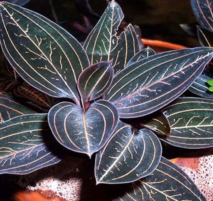 3 loai cay nghe ten la thay 