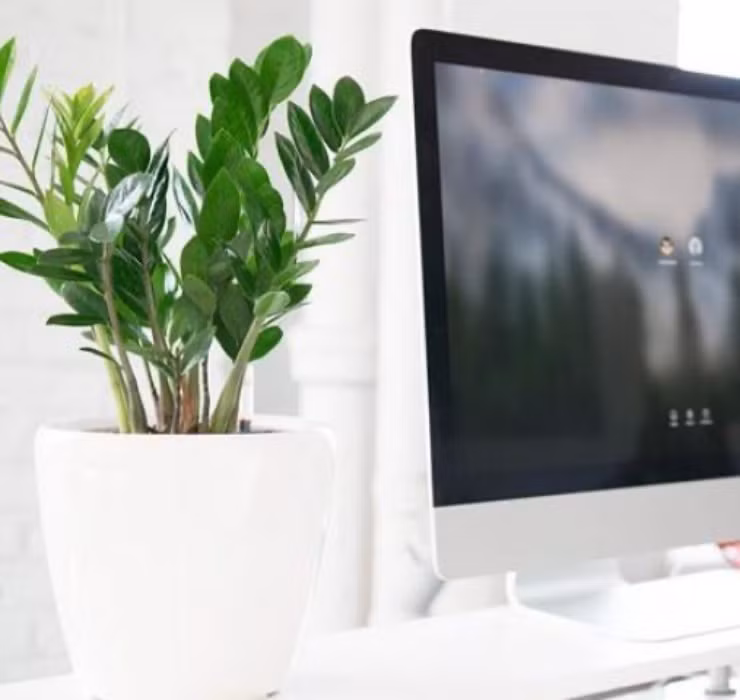 3 loai cay nghe ten la thay 