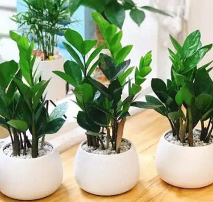 3 loai cay nghe ten la thay 