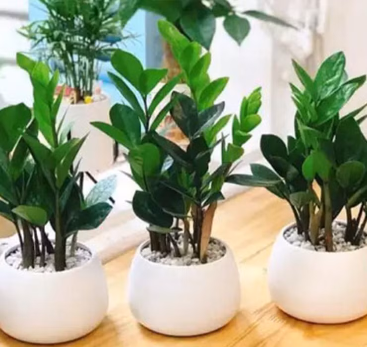 3 loai cay nghe ten la thay 