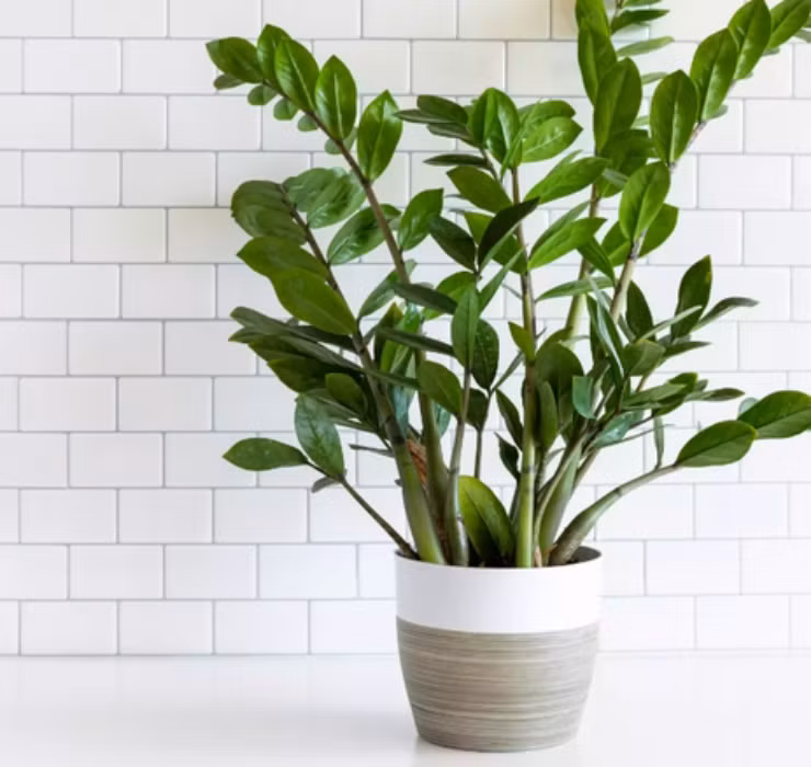 3 loai cay nghe ten la thay 