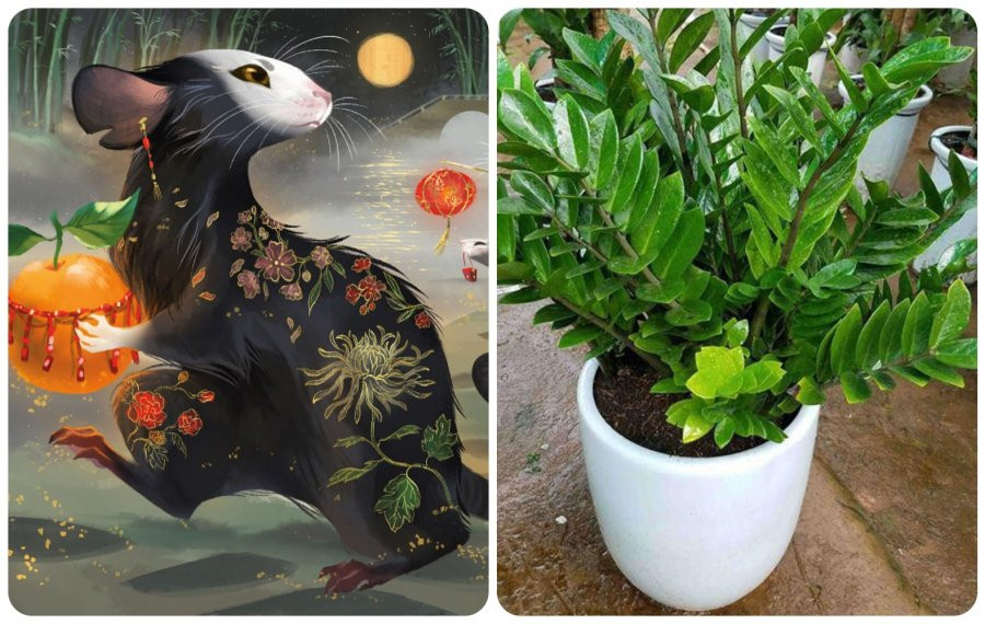 Tết Nhâm Dần 12 con giáp mua cây cảnh nào để tài lộc nhân đôi? Tet Nham Dan 12 con giap mua cay canh nao de tai loc nhan doi?