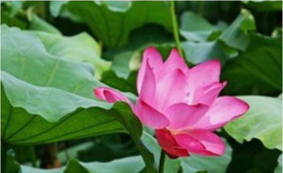 Nguoi co ngay sinh ket thuc bang 4 so nay so menh giau sang