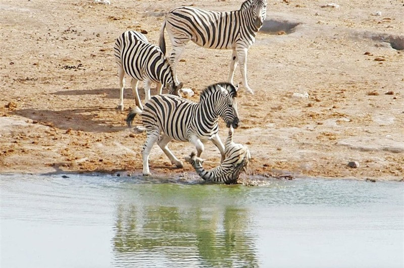 Ngựa vằn đực nổi điên đòi giết ngựa con ảnh 1 Ngựa vằn đực nổi điên đòi giết ngựa con ảnh 1