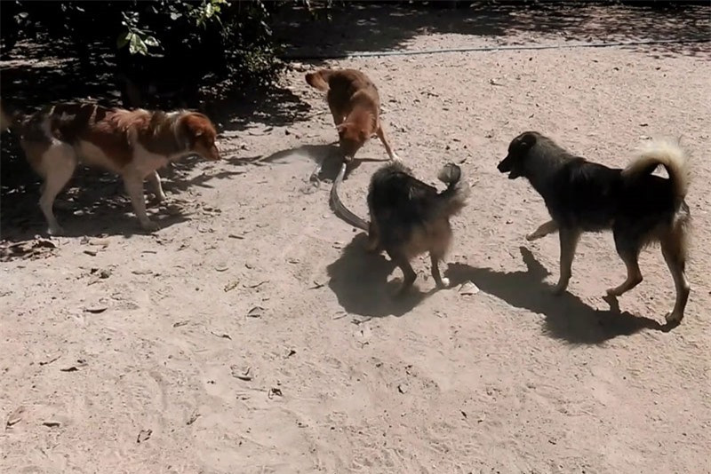 Cuộc chiến sinh tử giữa bầy chó với con rắn ảnh 1 Cuộc chiến sinh tử giữa bầy chó với con rắn ảnh 1