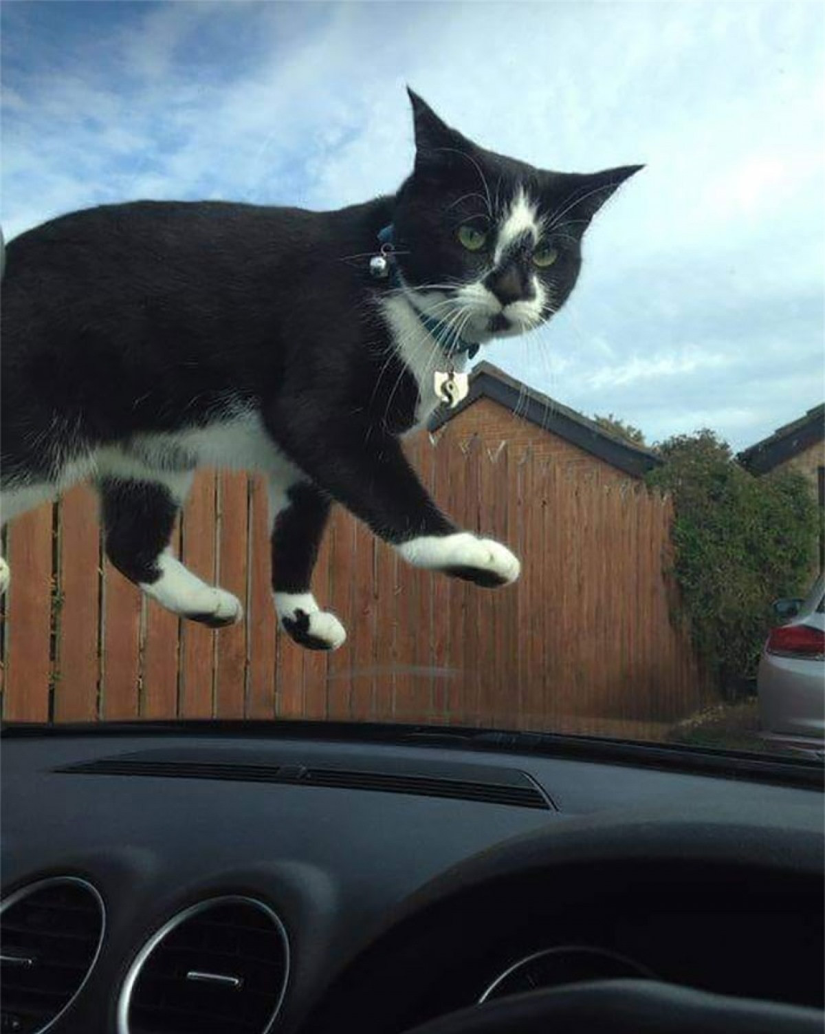  Mèo đi giữa không trung.