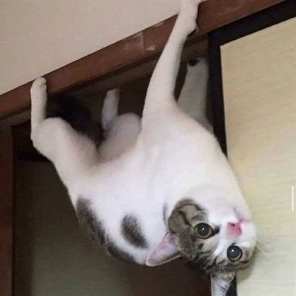"Spider-cat" thách thức mọi định luật vật lý.