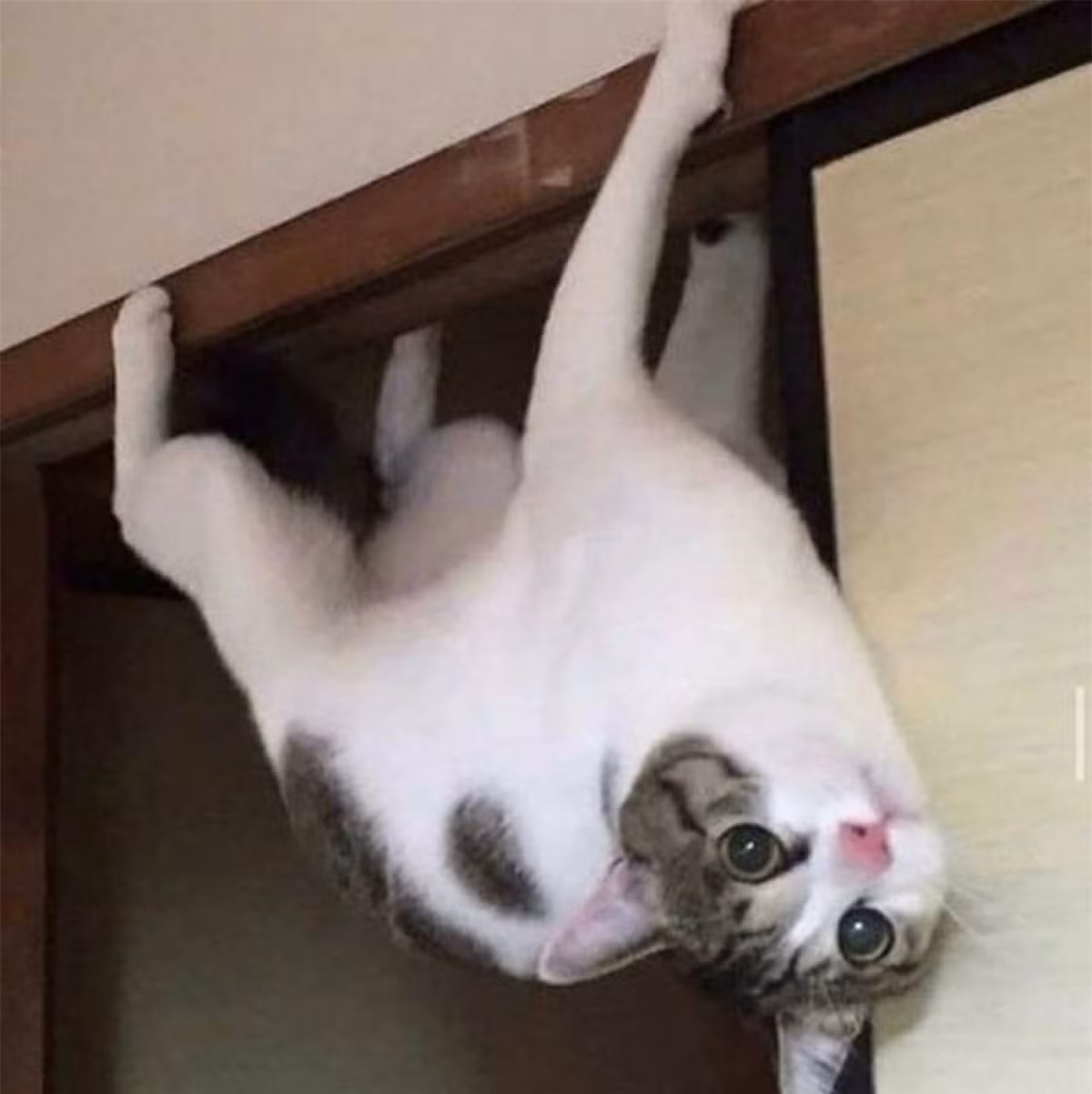 "Spider-cat" thách thức mọi định luật vật lý.