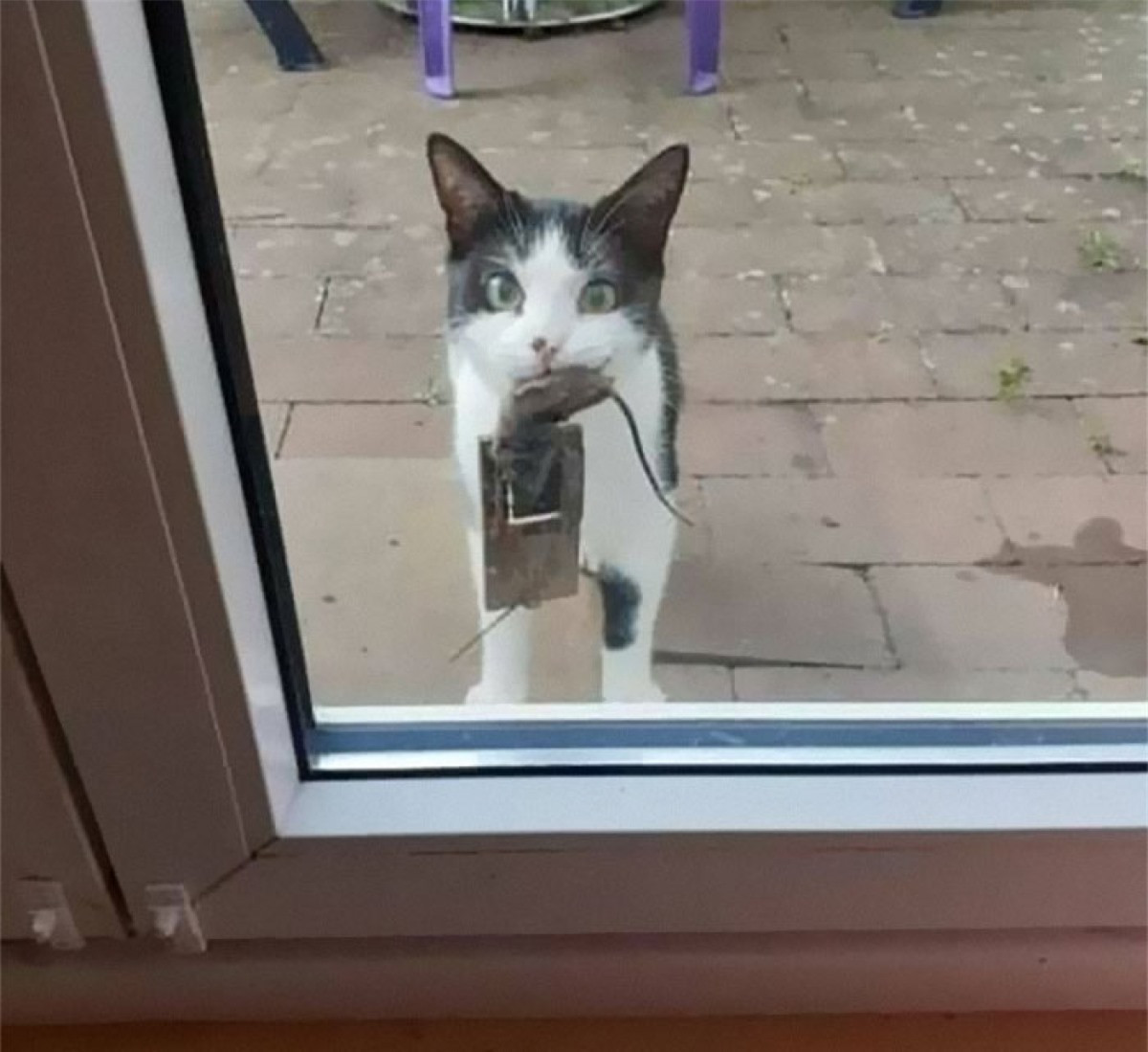 Món quà bất ngờ tặng chủ nhân vào sáng sớm của mèo cưng.