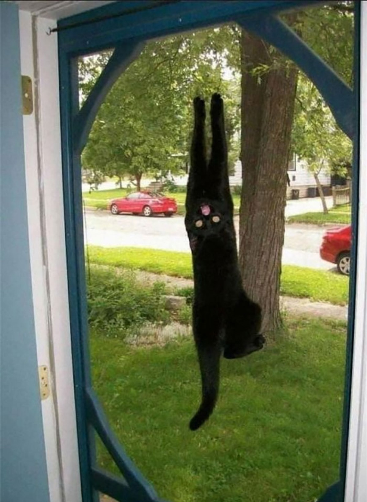 Hành động kỳ lạ của boss mèo khiến ai nhìn thấy cũng phải thót tim.