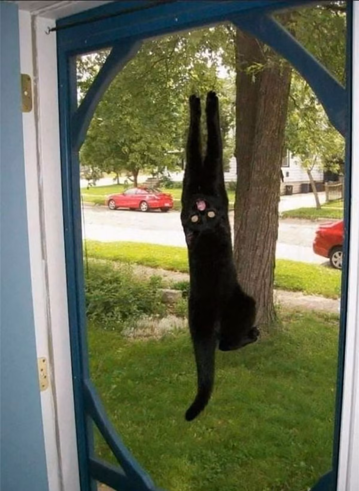 Hành động kỳ lạ của boss mèo khiến ai nhìn thấy cũng phải thót tim.