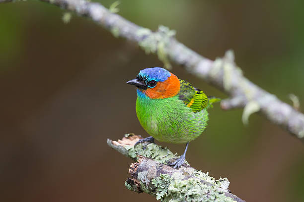 Ai sinh ngày Âm lịch này dũng cảm dấn thân, thành công đến sớm - Hình 3 Ai sinh ngay Am lich nay dung cam dan than, thanh cong den som-Hinh-3