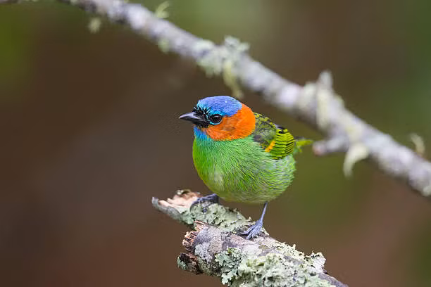 Ai sinh ngày Âm lịch này dũng cảm dấn thân, thành công đến sớm - Hình 3 Ai sinh ngay Am lich nay dung cam dan than, thanh cong den som-Hinh-3