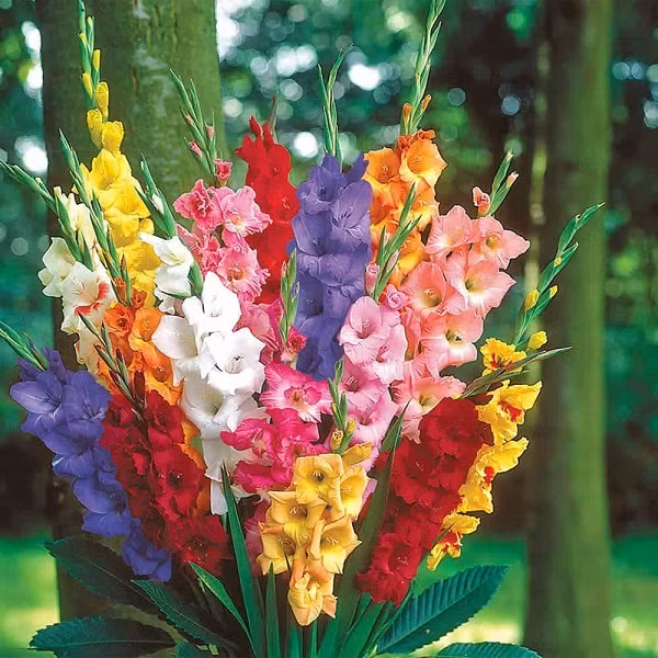 Cung 5 loai hoa 3 loai qua de than Tai xoa moi van den-Hinh-12