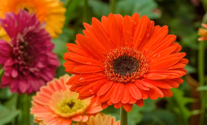 Cung 5 loai hoa 3 loai qua de than Tai xoa moi van den-Hinh-10