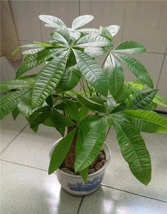 Trong cay kim ngan, chon 3 “nguyen lieu” nay vao dat, re se khong thoi