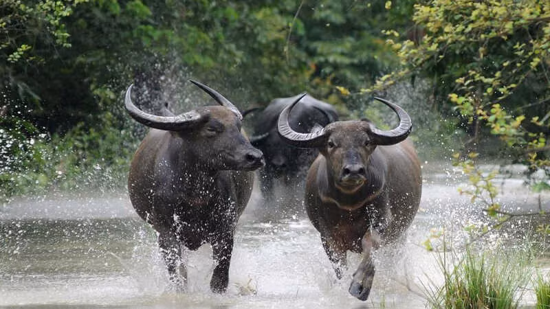 Tuổi Sửu có tài lộc tăng cao lại biết tận dụng thời cơ, tư duy chủ động nên có thể đạt được hiệu quả tốt, nhận về một khoản lương thưởng kha khá, giúp cuộc sống sung túc hơn.
