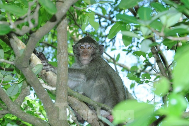 Ve dep U Minh Thuong - vuon di san rung tren dat than bun-Hinh-12