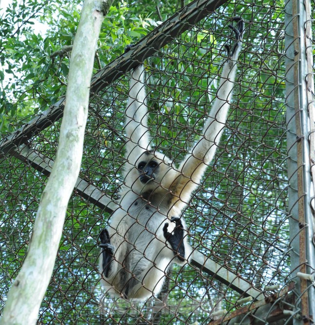 Ve dep U Minh Thuong - vuon di san rung tren dat than bun-Hinh-9