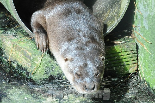 Ve dep U Minh Thuong - vuon di san rung tren dat than bun-Hinh-6