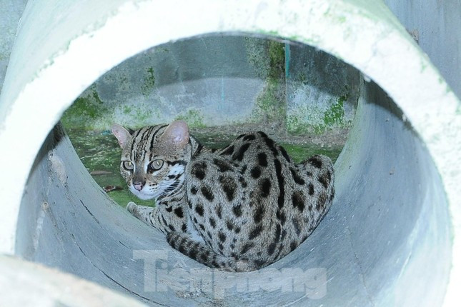 Ve dep U Minh Thuong - vuon di san rung tren dat than bun-Hinh-7