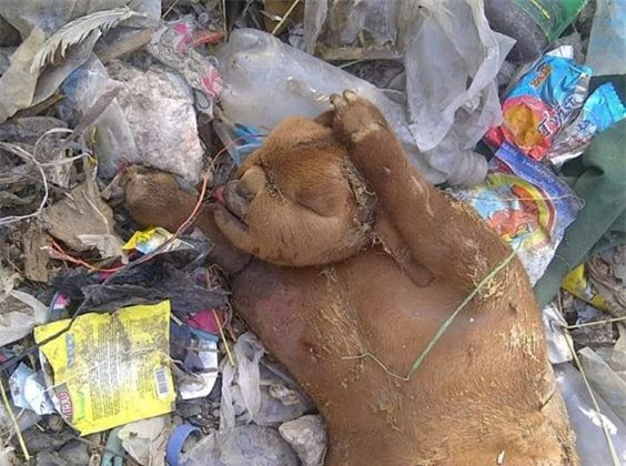 Đi đổ rác, người dân phát hoảng vì bắt gặp sinh vật lạ ảnh 1