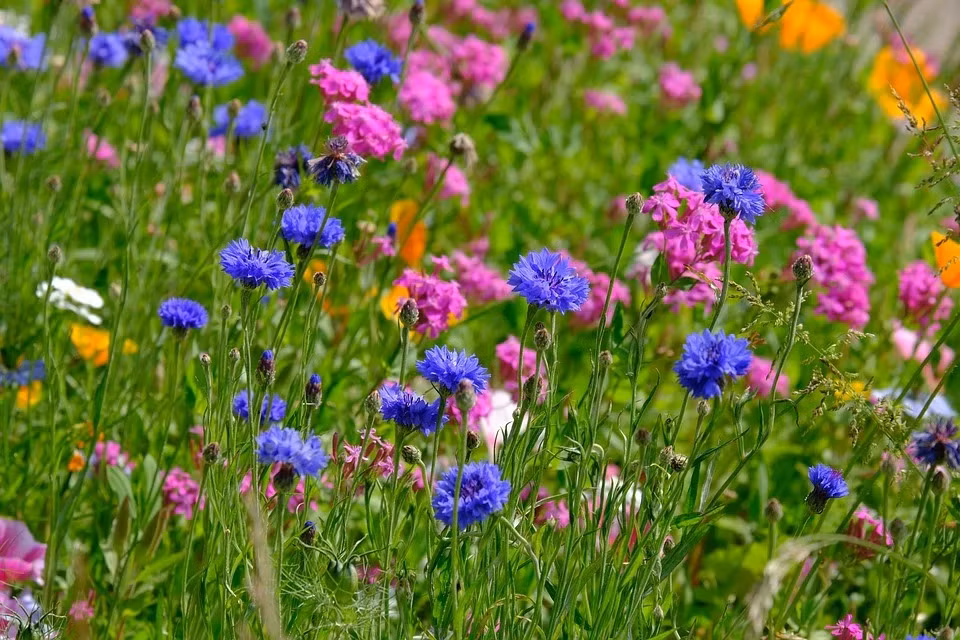 Tháng Âm lịch may mắn nhất năm Nhâm Dần của con giáp tuổi Tuất Thang Am lich may man nhat nam Nham Dan cua con giap tuoi Tuat