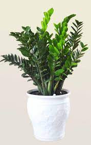 Mùa hè nơi ở tốt nhất là nơi sáng sủa, thoáng gió và tăng cường thông gió, có thể phun nước lên lá để tránh lá thiếu nước, khô héo, tưới phân hòa tan trong nước mỗi tháng một lần để tăng sức sống!