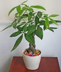 Cây kim ngân. Tôi tin rằng mọi người đã quen thuộc với cây kim ngân, cây có thể mọc rất cao, cành lá xanh mướt, ngụ ý cho sức sống và hy vọng, đồng thời cái tên cây kim ngân cũng mang ý nghĩa phú quý phát tài nên thường được đặt trong tài vị của ngôi nhà, và có tác dụng thu hút tài lộc tốt hơn. Góc chéo của cửa 45 độ là tài vị của gia đình.