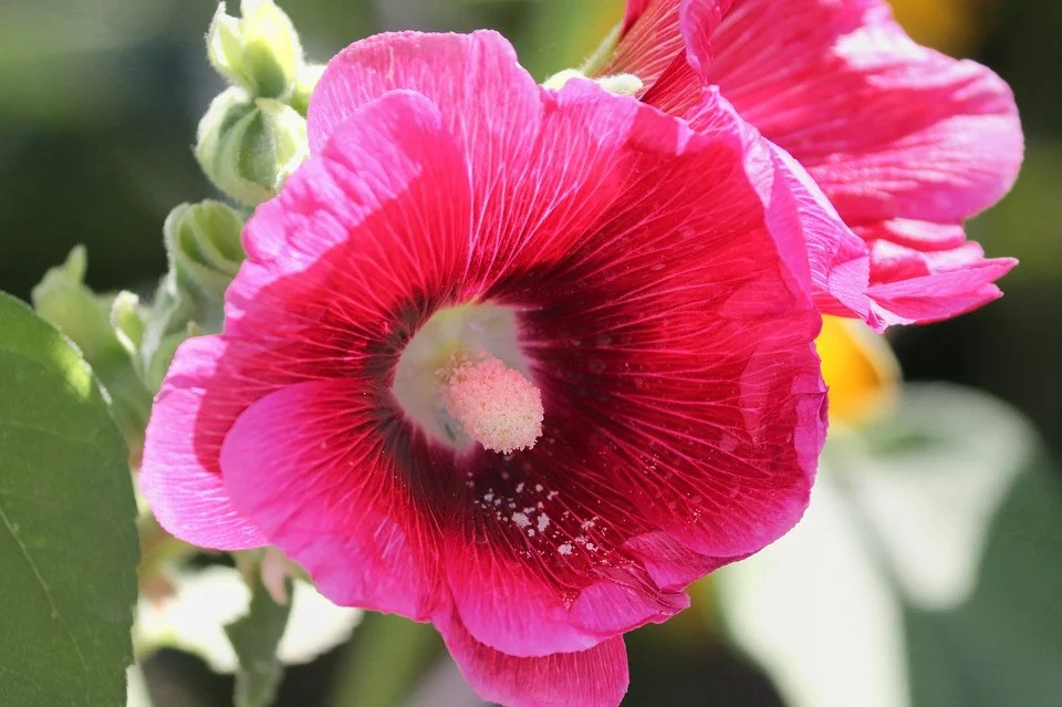 Nguoi co gio sinh nay ra ngo gap quy nhan, duong doi rong mo