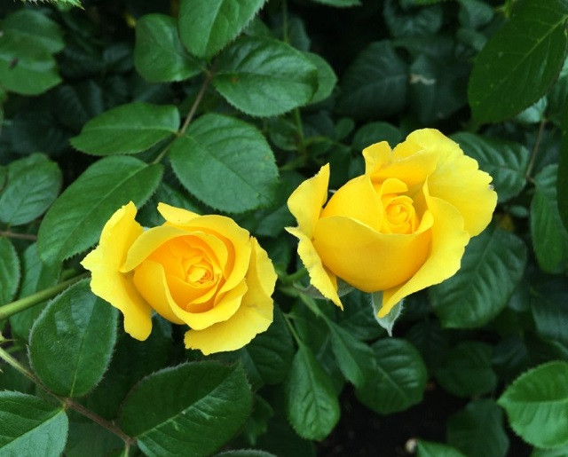 Giờ sinh vào khung giờ Mùi (13:00 - 15:00). Xem bói giờ sinh cho thấy người sinh vào giờ Mùi thường có tương lai tươi sáng, hậu vận thành danh. Họ sinh ra đã tràn đầy năng lượng lại sở hữu tài năng xuất chúng.