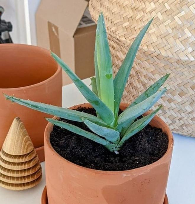 8 loai cay co 'sieu nang luc' chua benh, phong thuy trong nha-Hinh-2