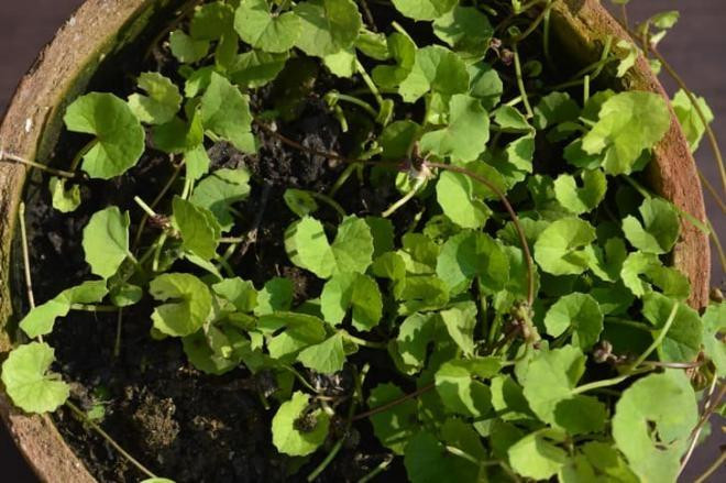 8 loai cay co 'sieu nang luc' chua benh, phong thuy trong nha-Hinh-4