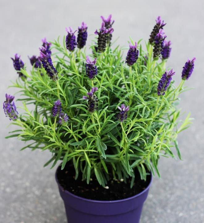 8 loai cay co 'sieu nang luc' chua benh, phong thuy trong nha-Hinh-3