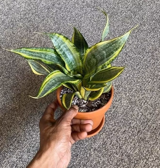 8 loai cay co 'sieu nang luc' chua benh, phong thuy trong nha-Hinh-6