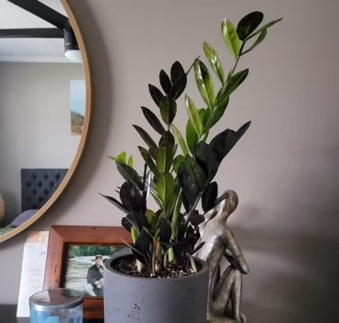 8 loai cay co 'sieu nang luc' chua benh, phong thuy trong nha