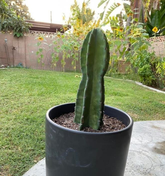 8 loai cay co 'sieu nang luc' chua benh, phong thuy trong nha-Hinh-7