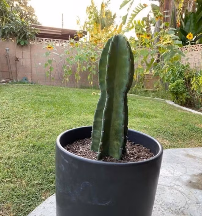 8 loai cay co 'sieu nang luc' chua benh, phong thuy trong nha-Hinh-7